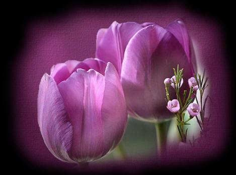 paarse tulpen